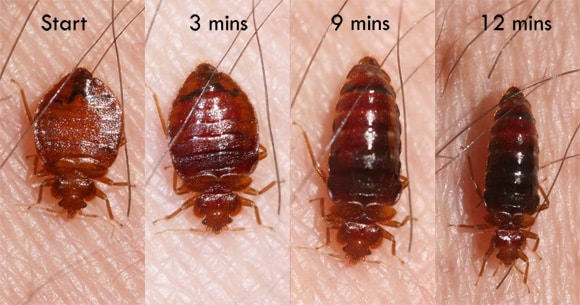 bed-bug-changes-shape-as-it-feeds bed bug transformation image